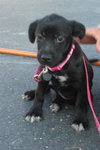 Bm Litter Alicia - ADOPTED 08.16.14