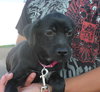 Bm Litter Alicia - ADOPTED 08.16.14