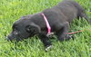 Bm Litter Alicia - ADOPTED 08.16.14