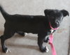 Bm Litter Alicia - ADOPTED 08.16.14
