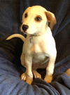 Matty - ADOPTED 08.25.14