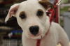Matty - ADOPTED 08.25.14
