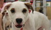 Matty - ADOPTED 08.25.14