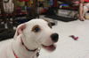Matty - ADOPTED 08.25.14
