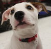 Matty - ADOPTED 08.25.14