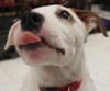Matty - ADOPTED 08.25.14
