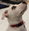 Matty - ADOPTED 08.25.14