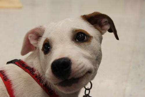 Matty - ADOPTED 08.25.14