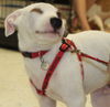 Matty - ADOPTED 08.25.14