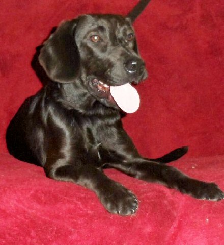 Mocha - ADOPTED 08.23.14