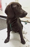 Mocha - ADOPTED 08.23.14