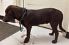 Mocha - ADOPTED 08.23.14