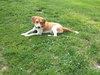 Nutmeg - ADOPTED 08.20.14
