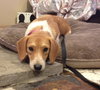 Nutmeg - ADOPTED 08.20.14