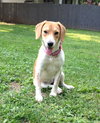 Nutmeg - ADOPTED 08.20.14