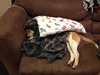 Nutmeg - ADOPTED 08.20.14