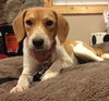 Nutmeg - ADOPTED 08.20.14