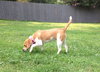 Nutmeg - ADOPTED 08.20.14