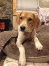 Nutmeg - ADOPTED 08.20.14