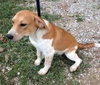 Nutmeg - ADOPTED 08.20.14