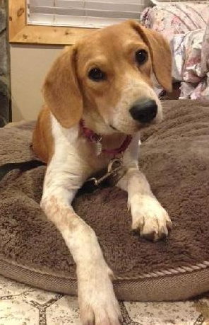 Nutmeg - ADOPTED 08.20.14