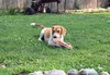 Nutmeg - ADOPTED 08.20.14