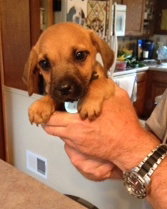 Dm Litter Sully - ADOPTED 10.08.14