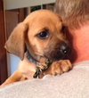 Dm Litter Sully - ADOPTED 10.08.14