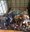 Dm Litter Sully - ADOPTED 10.08.14