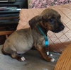 Dm Litter Minnie - ADOPTED 06.01.15