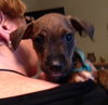 Dm Litter Minnie - ADOPTED 06.01.15
