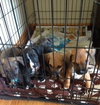 Dm Litter Minnie - ADOPTED 06.01.15
