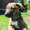 Dm Litter Minnie - ADOPTED 06.01.15