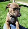 Dm Litter Minnie - ADOPTED 06.01.15
