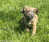 Dm Litter Minnie - ADOPTED 06.01.15