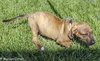 Dm Litter Minnie - ADOPTED 06.01.15