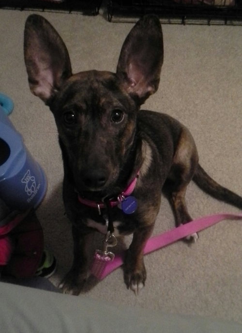 Dm Litter Minnie - ADOPTED 06.01.15