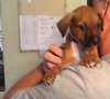 Dm Litter Ringo - ADOPTED 09.14.14