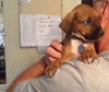 Dm Litter Ringo - ADOPTED 09.14.14
