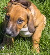 Dm Litter Ringo - ADOPTED 09.14.14