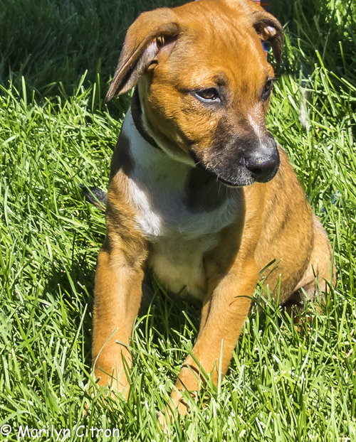 Dm Litter Ringo - ADOPTED 09.14.14