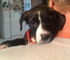 Dm Litter Gracie - ADOPTED 10.02.14