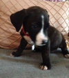 Dm Litter Gracie - ADOPTED 10.02.14
