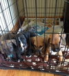 Dm Litter Gracie - ADOPTED 10.02.14