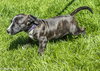 Dm Litter Gracie - ADOPTED 10.02.14