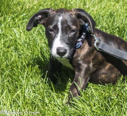 Dm Litter Gracie - ADOPTED 10.02.14