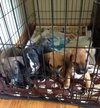 Dm Litter Molly - ADOPTED 08.26.14