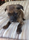 Dm Litter Molly - ADOPTED 08.26.14