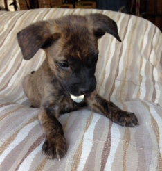 Dm Litter Molly - ADOPTED 08.26.14