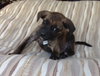 Dm Litter Molly - ADOPTED 08.26.14